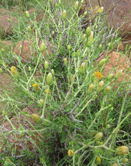 Pegolettia retrofracta