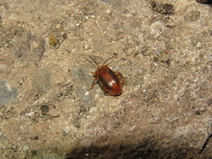 Epipocinae