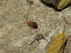 Epipocinae