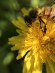 Apis mellifera
