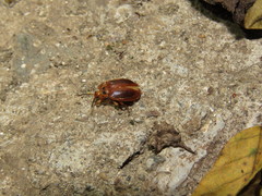 Epipocinae
