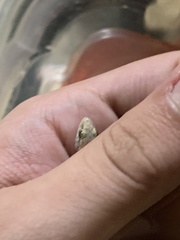 Hemidactylus turcicus