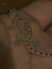 Hemidactylus turcicus