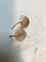 Mycena renati