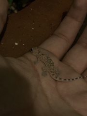 Hemidactylus turcicus