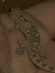 Hemidactylus turcicus