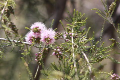 Melaleuca pallescens