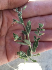 Acmispon americanus americanus
