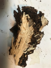 Fuscoporia ferruginosa