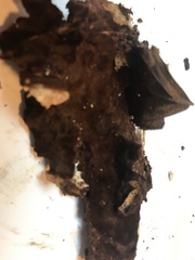 Fuscoporia ferruginosa
