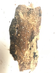 Propolis versicolor