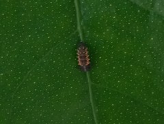 Harmonia axyridis