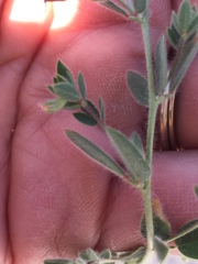 Acmispon americanus americanus
