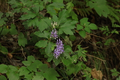 Aconitum jaluense