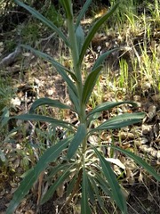 Boechera californica