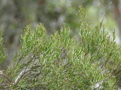 Melaleuca linariifolia
