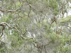 Melaleuca linariifolia