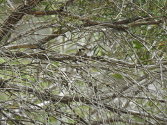 Melaleuca linariifolia