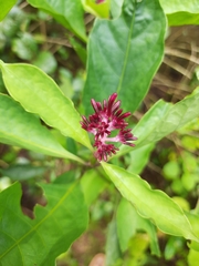 Rauvolfia serpentina