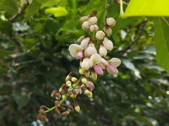 Millettia pinnata