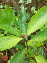 Rauvolfia serpentina