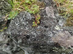 Xanthoparmelia murina