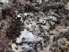 Xanthoparmelia murina