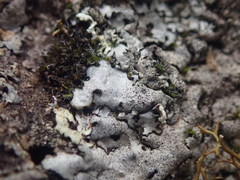 Xanthoparmelia murina