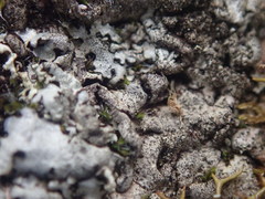 Xanthoparmelia murina