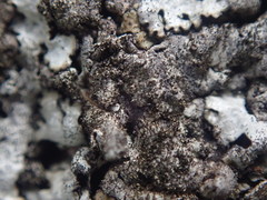 Xanthoparmelia murina