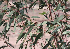 Eucalyptus exserta
