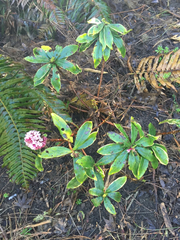 Daphne odora marginata