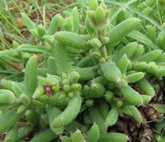 Trichodiadema rogersiae