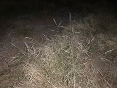 Aristida ternipes gentilis