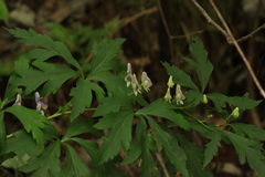 Aconitum jaluense