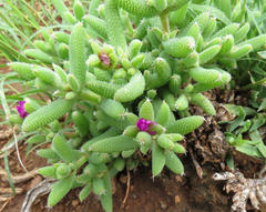 Trichodiadema rogersiae