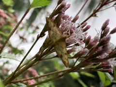 Patania chlorophanta