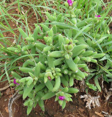 Trichodiadema rogersiae