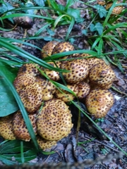 Pholiota jahnii