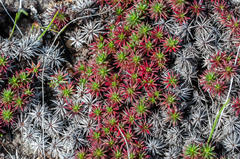 Limonium kraussianum