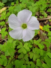 Oxalis incarnata