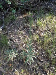Boechera californica