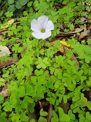 Oxalis incarnata