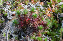 Limonium kraussianum