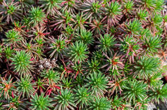 Limonium kraussianum