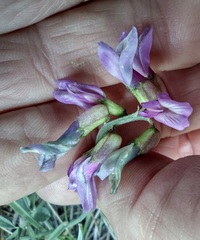 Astragalus hallii fallax