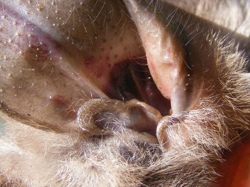 Egyptian Slit-faced Bat