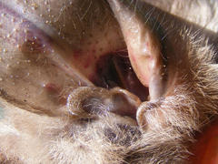 Egyptian Slit-Faced Bat photo 4