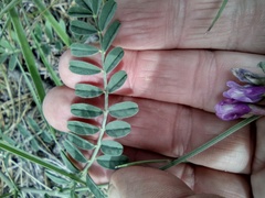 Astragalus hallii fallax