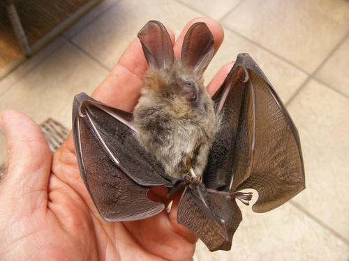 Nycteris thebaica